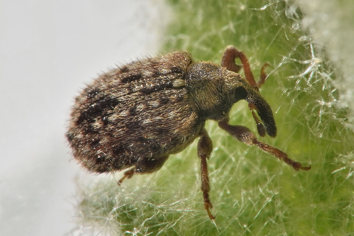 Curculionidae: Cleopus sp.?  S, Cleopus solani